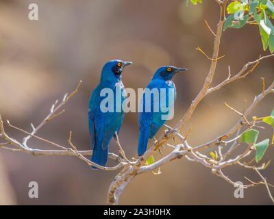 Namibia, Provinz Kunene, Torra Conservancy, größere Blue Eared Starling Stockfoto