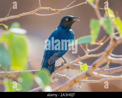 Namibia, Provinz Kunene, Torra Conservancy, größere Blue Eared Starling Stockfoto