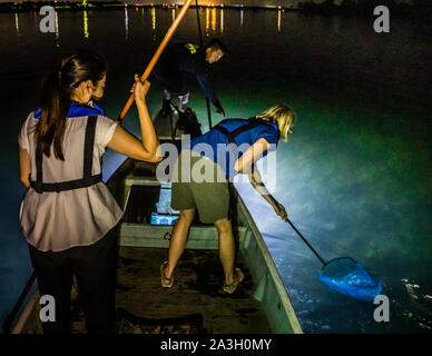 Takiya-ryo Speerfischen auf dem See Hanama, Hamamatsu, Japan. Fische können auch mit einem Landungsnetz gefangen werden Stockfoto