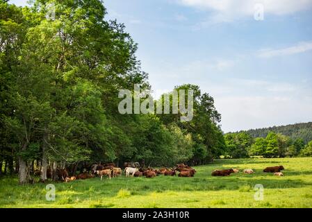 Frankreich, Puy de Dome, Marsac en Livradois, natürlichen regionalen Park Livradois Forez, um den Riols Teich Stockfoto