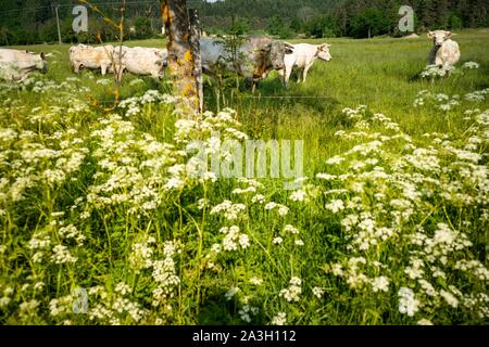 Frankreich, Puy de Dome, Marsac en Livradois, natürlichen regionalen Park Livradois Forez, um den Riols Teich Stockfoto