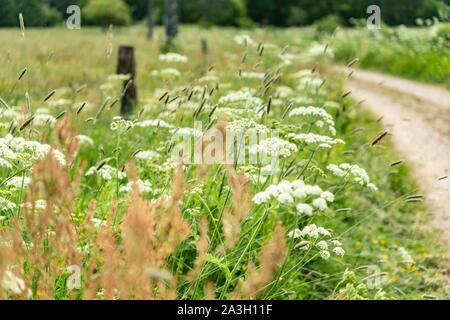 Frankreich, Puy de Dome, Marsac en Livradois, natürlichen regionalen Park Livradois Forez, um den Riols Teich Stockfoto