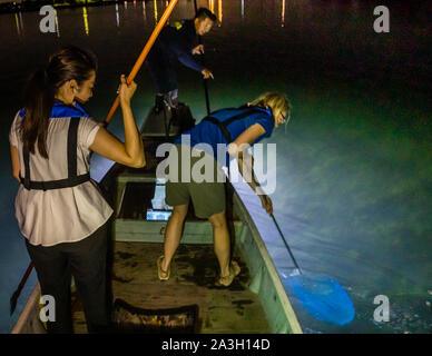 Takiya - ryo Unterwasserjagd auf See Hanama, Hamamatsu, Japan Stockfoto