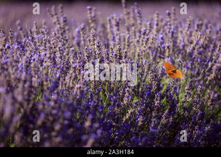 Frankreich, Vaucluse, regionalen Naturpark Luberon, Bonnieux, schmetterling Silber gewaschen fritillary (Ceriagrion tenellum) im Flug über Lavendelblüten Stockfoto