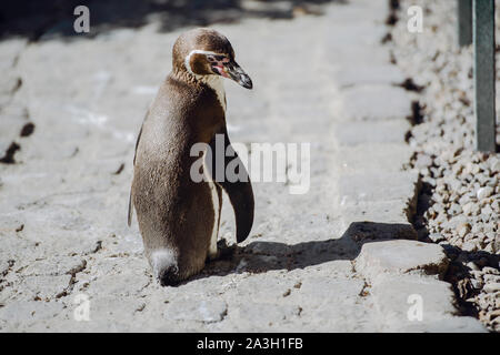 Der Pinguin steht und gerade aussieht. Copyspace Stockfoto