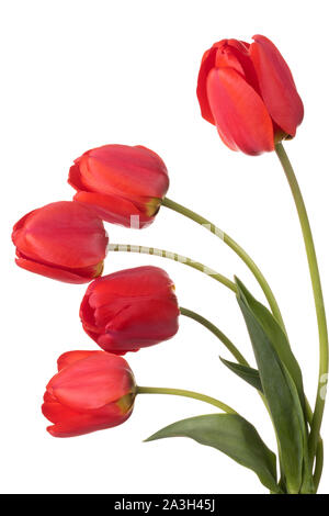 Fünf rote Tulpen auf weißem Hintergrund Stockfoto