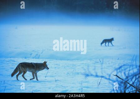 Usa, Kalifornien, Yosemite Nationalpark, Coyote im Winter Stockfoto