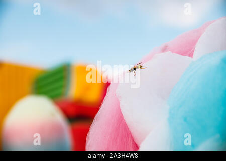 Wespen lieben Süßigkeiten. Wasp sitzt auf Zuckerwatte. Stockfoto