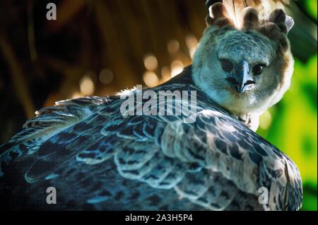 Ecuador, Orellana, Rio Cononaco, der Grimmige Harpyie (Harpia harpyja) ist die größte und mächtigste Greifvogel im Regenwald Stockfoto