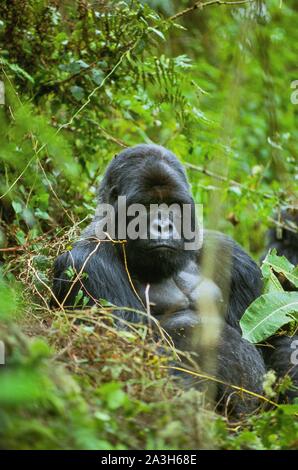 Ruanda, Northern Province, Volcanoes National Park, Susa Group, mit 35 Personen, ist die größte Gorilla Gruppe im Park Stockfoto