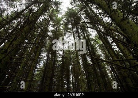 Hohen Pinien in einem Schottischen Pinienwald Stockfoto