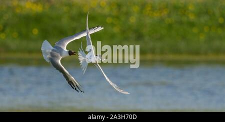 Frankreich, Somme, Somme Bay, Ault, Cayeux-sur-Mer, Ault H?ble, Caugek Tern Kolonie (Thalasseus sandvicensis Brandseeschwalbe) bis zur Zucht, einer der Partner bringt in Fisch als Angebot oder zu füttern, der schwelende ist aber die Seeschwalben sind belästigt von den Möwen, die stehlen sie einen erheblichen Teil ihrer Angeln Stockfoto