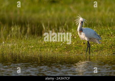 Frankreich, Somme, Somme Bay, Naturpark der Bucht der Somme, Park Marquenterre, Saint Quentin en Tourmont, Weiß Löffler (Platalea leucorodia) Löffler, Badewanne und WC Stockfoto