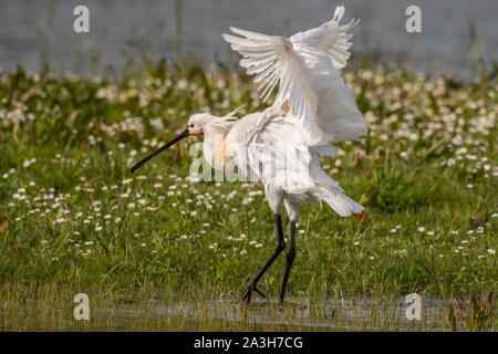 Frankreich, Somme, Somme Bay, Naturpark der Bucht der Somme, Park Marquenterre, Saint Quentin en Tourmont, Weiß Löffler (Platalea leucorodia) Löffler, Badewanne und WC Stockfoto