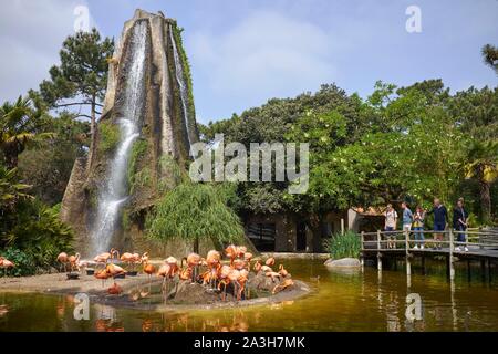 Frankreich, Charente Maritime, Les Mathes, der Zoo von La Palmyre, Amerikanische Flamingos (Phoenicopterus ruber) Stockfoto