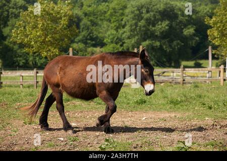 Frankreich, Charente Maritime, Dampierre sur le bouton, asinerie Baudet du Poitou, Poitevin Maultier geboren von Kreuz zwischen einem Esel und einem Mare Stockfoto