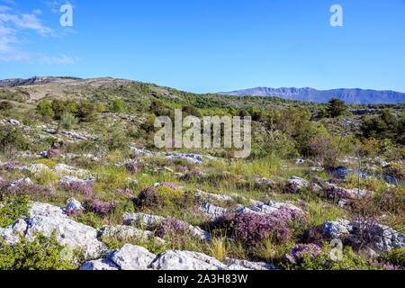 Frankreich, Alpes Maritimes, Regionaler Naturpark der Prealpes d'Azur Gourdon, Cavillore Plateau, gemeinsame Thymian (Thymus vulgaris) Blühende Stockfoto