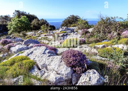 Frankreich, Alpes Maritimes, Regionaler Naturpark der Alpen, Gourdon, Cavillore Pass (1030 m), gemeinsame Thymian (Thymus vulgaris) Blühende Stockfoto