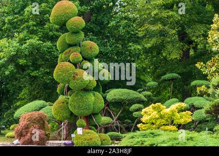 Frankreich, Paris, Orleans, Jardin des Plantes (Botanischer Garten), Japanisch (cryptomeria japonica), Cryptomeria japanische Zeder Stockfoto