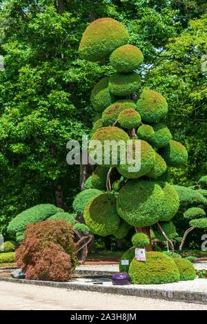 Frankreich, Paris, Orleans, Jardin des Plantes (Botanischer Garten), Japanisch (cryptomeria japonica), Cryptomeria japanische Zeder Stockfoto