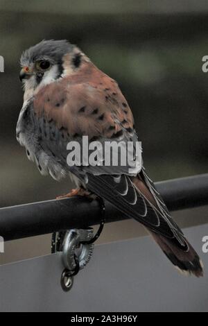 Captive männliche Amerikanische Kestrel - Falco sparverius, Scherlebeck, Deutschland Stockfoto