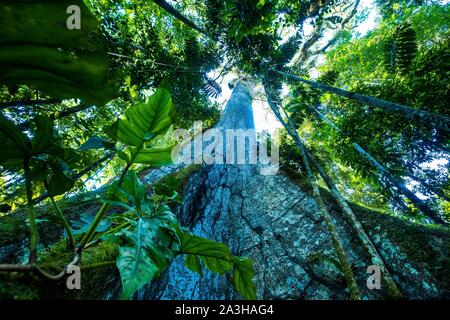 Ecuador, Tena, immersion Leben Erfahrungen mit der Waoranis des Rio Nushino, Baumwolle, Kapok, ceibo oder ceiba pentandra Stockfoto