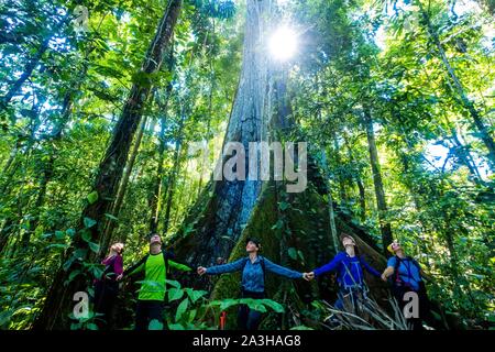 Ecuador, Tena, immersion Leben Erfahrungen mit der Waoranis des Rio Nushino, Baumwolle, Kapok, ceibo oder ceiba pentandra, brüderlichen Kreis um seinen Stamm Stockfoto