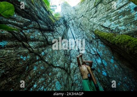 Ecuador, Tena, immersion Leben Erfahrungen mit der Waoranis des Rio Nushino, Baumwolle, Kapok, ceibo oder ceiba pentandra Stockfoto