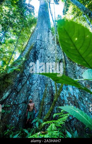 Ecuador, Tena, immersion Leben Erfahrungen mit der Waoranis des Rio Nushino, Baumwolle, Kapok, ceibo oder ceiba pentandra Stockfoto