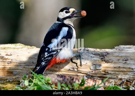 Frankreich, Doubs, Vogel, tolle Specht (Dendrocopos major) männlichen auf einer Amtsleitung beschmutzt Stockfoto