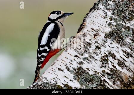 Frankreich, Doubs, Vogel, tolle Specht (Dendrocopos major) männlichen auf einer Amtsleitung beschmutzt Stockfoto