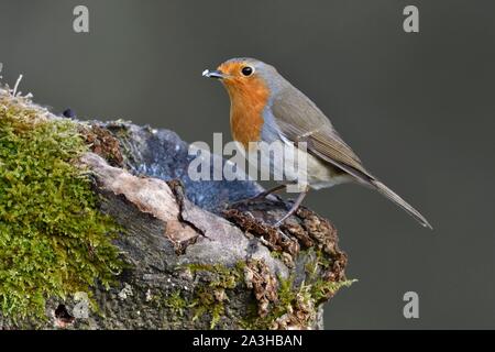 Frankreich, Doubs, Vogel, gemeinsame Robin (Erithacus Rubecula), Posieren auf einem Zweig im Winter Stockfoto