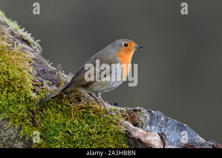 Frankreich, Doubs, Vogel, gemeinsame Robin (Erithacus Rubecula), Posieren auf einem Zweig im Winter Stockfoto