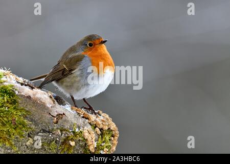 Frankreich, Doubs, Vogel, gemeinsame Robin (Erithacus Rubecula), Posieren auf einem Zweig im Winter Stockfoto