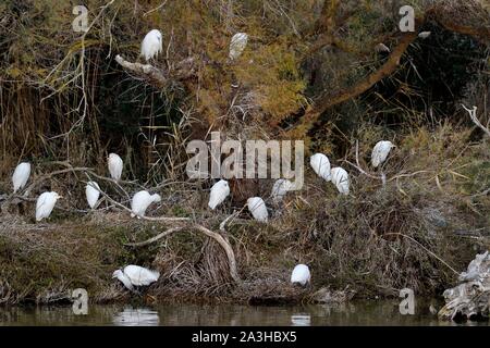 Frankreich, Bouches-du-Rhone, Camargue, Pont de Gau finden, Reiher guard Bullen (Bubulcus ibis) und Aigrette Garzette (Egretta garzetta) über dem Wasser verbunden Stockfoto