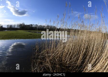 Frankreich, Doubs, Nommay, natürlichen Umgebung von?? den überschwemmten Allan, Schilfrohr Stockfoto