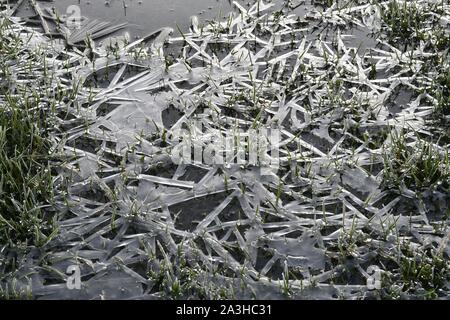 Frankreich, Doubs, Nommay, natürlichen Umgebung von?? Allan, Vegetation am Rand des Teiches im Eis genommen Stockfoto