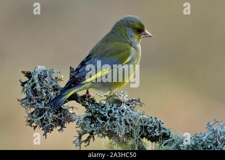 Frankreich, Doubs, Vogel, Grünfink (Carduelis chloris) auf einem Zweig der Flechten gehockt Stockfoto