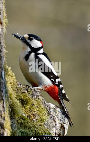 Frankreich, Doubs, Vogel, tolle Specht (Dendrocopos major) männlichen auf einer Amtsleitung beschmutzt Stockfoto