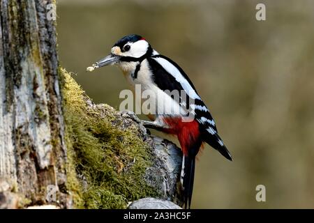 Frankreich, Doubs, Vogel, tolle Specht (Dendrocopos major) männlichen auf einer Amtsleitung beschmutzt Stockfoto