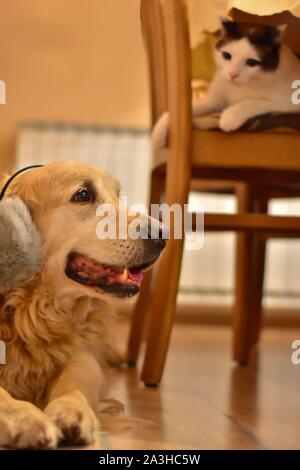 Sehr erschrocken Hund und Katze neugierig auf das Neue Jahr. Der Hund hat seine Ohren mit grauen Flauschige Ohr deckt, weil der Angst vor dem Feuerwerk. Stockfoto