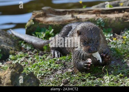 Gerettet Eurasische Fischotter (Lutra lutra) Essen einen Fisch, Dartmoor Otter Heiligtum, Devon, UK, März. Stockfoto