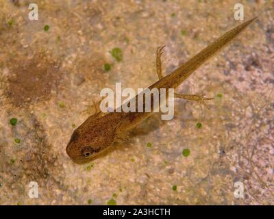 Palmate newt (Lissotriton helveticus) Nymphe oder eft mit externen Kiemen und Beine in einem Gartenteich im Tageslicht, Wiltshire, Großbritannien, Juli. Stockfoto