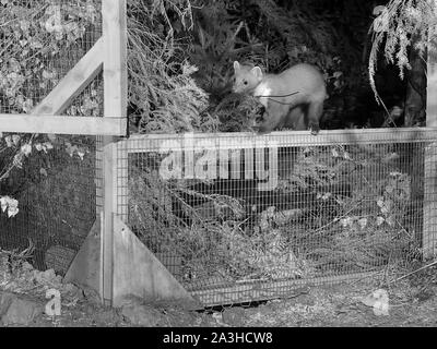 Radio - collared Baummarder (Martes martes), die sich aus einem weichen release Käfig während der Nacht während einer Wiedereinführung in den Wald von Dean, Glos, Großbritannien September '19. Stockfoto