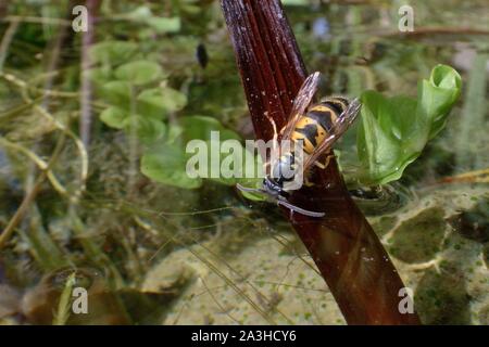 Gemeinsame Wespe (Vespula vulgaris) Trinkwasser aus einem Gartenteich, Wiltshire, Großbritannien, Juli. Stockfoto