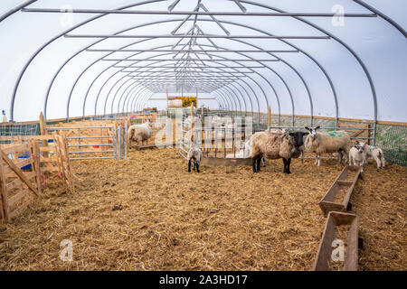 Schafe und Lämmer in poly Tunnel auf einem Bauernhof in Northumberland Stockfoto