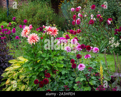 Chenies Manor versunkenen Garten Dahlie Zeit. Schichten von Bepflanzten bunten Dahlie Sorten. Dahlie 'Labyrinth', 'Maroon Fox' und 'Creme de Cassis. Stockfoto