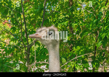 Nach Strauß in den Zoo. Close-up Portrait gegen grüne Laub Stockfoto