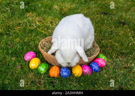 Osterhase in den Osterkorb Stockfoto