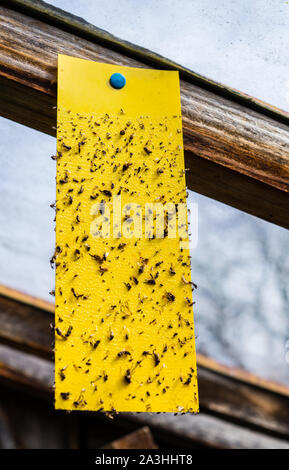 Gelb board Insektenfalle Stockfoto